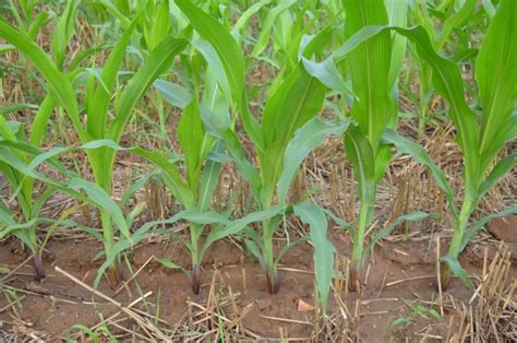 玉米亩产量一般多少斤 - 农敢网