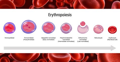 Image result for Explain Red Cell Production
