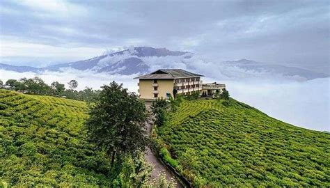 Temi Tea Garden: A Guide To Sikkim’s Most Popular Tea Estate