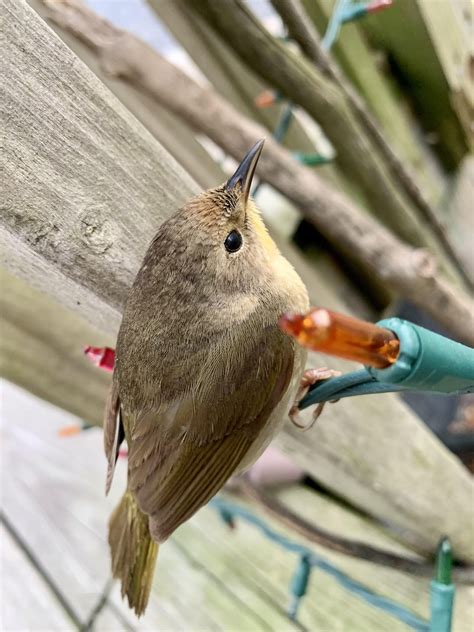 What is this cute little one called? : r/whatsthisbird