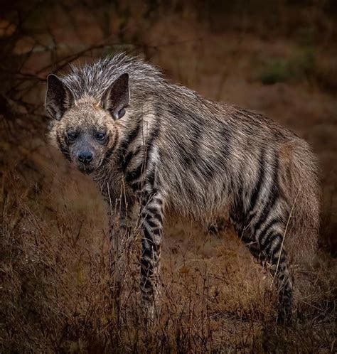 Striped Hyena, Laikipia Wilderness Camp The striped hyena (Hyaena hyaena) is a species of hyena ...