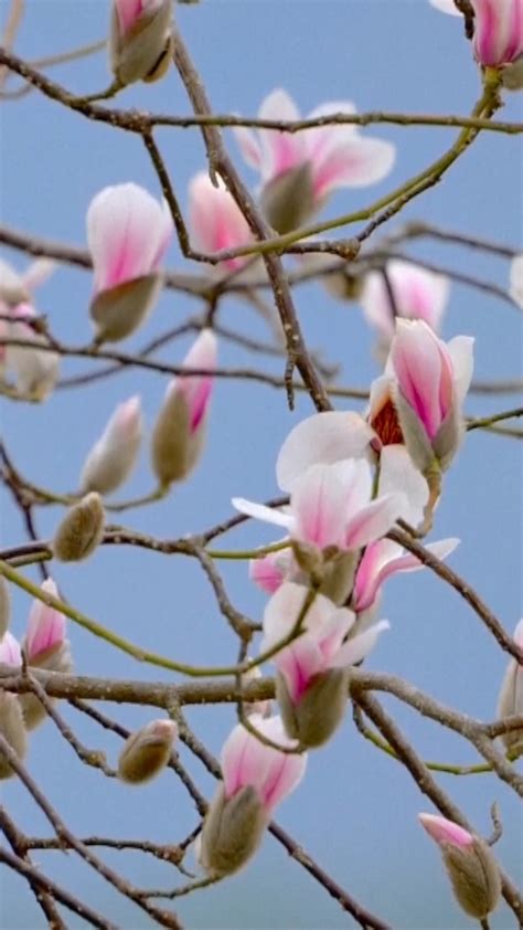 Spring Flowering 的图像结果