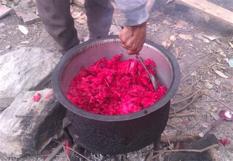 Rhododendron Flower (Buransh) Concentrate (Squash) – The Pahari Life