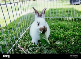 Image result for Cute Little Bunny Low Resolution