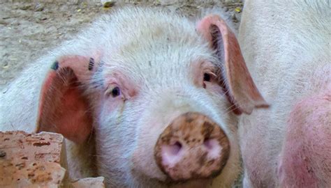 家猪猪猪睡、猪笼型近身猪或细细粉红鼻 库存照片. 图片 包括有 生物, 有机, 鼻子, 配置文件, 尘土 - 158447560