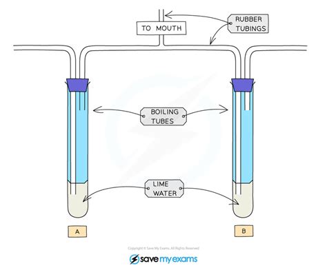 Investigating the Differences in Inspired and Expired Air - Year 9 PDF ...