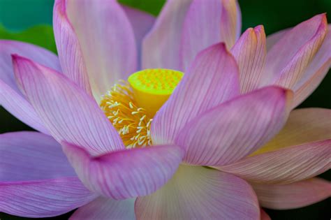 Lotus Flower and Season in Tokyo: Where To View Lotus Flowers