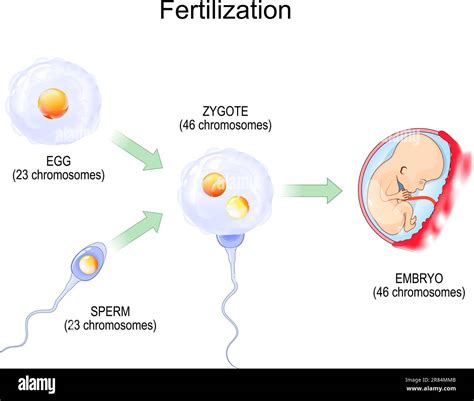 Implantation, Early Development, Placenta & Membranes : 네이버 블로그
