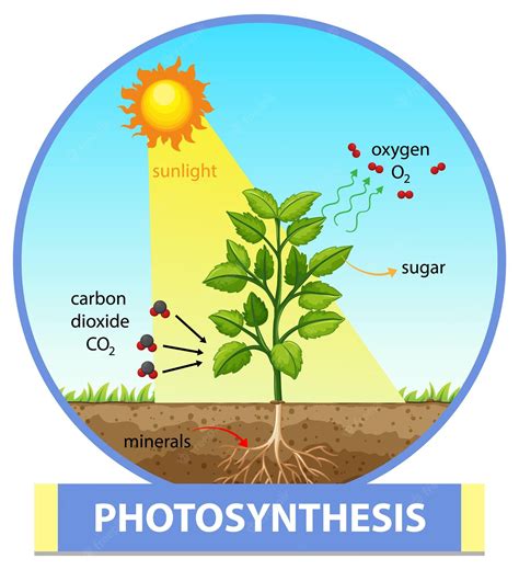 photosynthesis flashcards for Class 3 - Quizizz