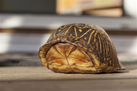 Image result for Biggest Box Turtle
