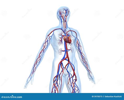 Image result for Cardiovascular System Cartoon