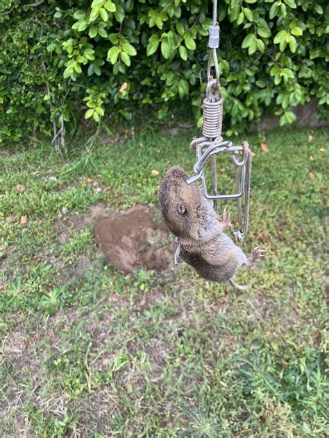 Image result for Gopher Traps