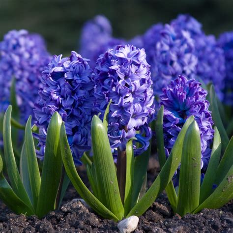 Jacinto (Hyacinthus orientalis) - PictureThis