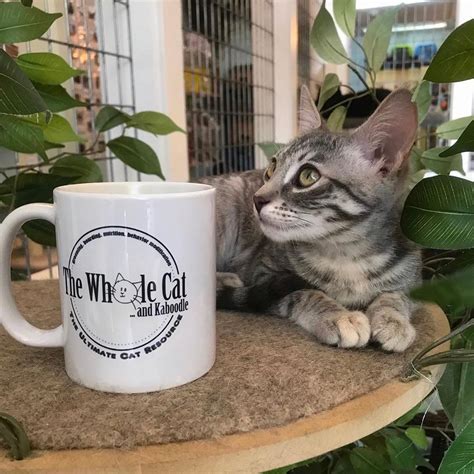 THE WHOLE CAT AND KABOODLE (2026) All You Need to Know BEFORE You Go (w ...