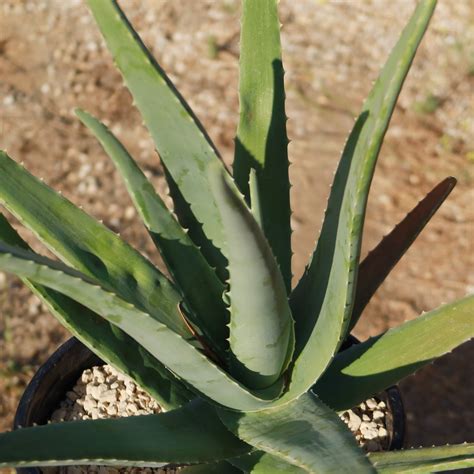 Aloe Vera Leaf