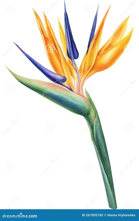 Strelitzia, Plant of Bird-of-paradis, Tropical Flower of Paradise ...