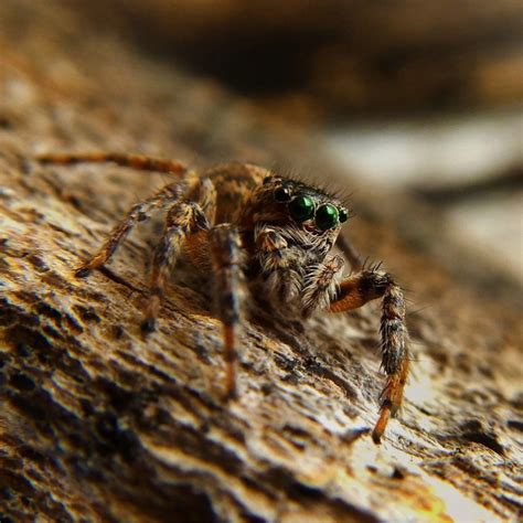 How Long Can Spiders Hold Their Breath? A Look At How Spiders Breathe