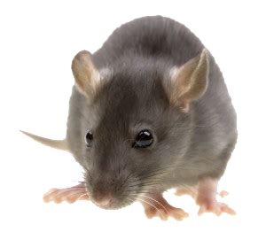 Image result for Rat Dance Note Block