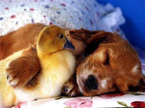 Duckling And Chick