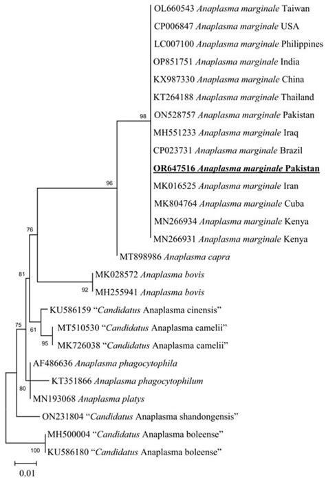 First Molecular-Based Confirmation of Dermacentor marginatus and ...