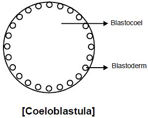 General Properties of Embryonic Development - Additional Study Material ...