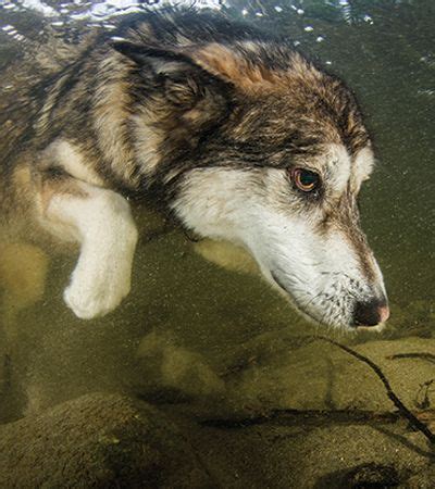 New Depths - Modern Dog Magazine | Modern dog magazine, Dogs ...