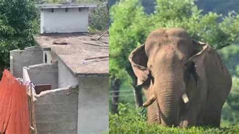 Arikomban once again wreaks havoc in 301 Colony; house destroyed ...