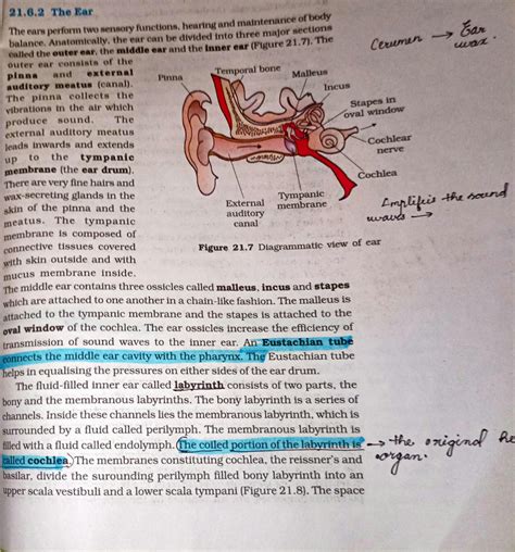Image result for How the Ear Works