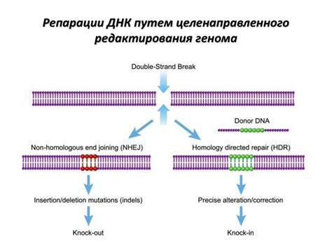 Перспективы использования систем редактирования генома в области ...