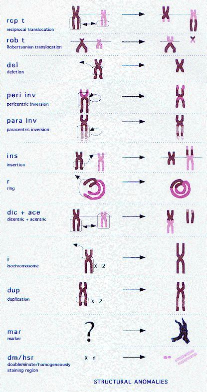 Abnormal Chromosome 的图像结果