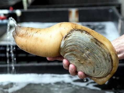 Image result for Geoduck Digging