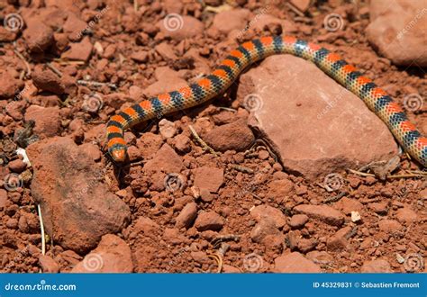 Western Ground Snake stock image. Image of arizona, desert - 45329831