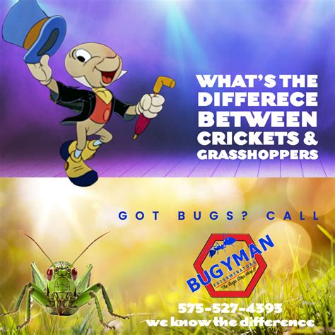 Black Field Cricket Vs Grasshopper at Noah Weber blog