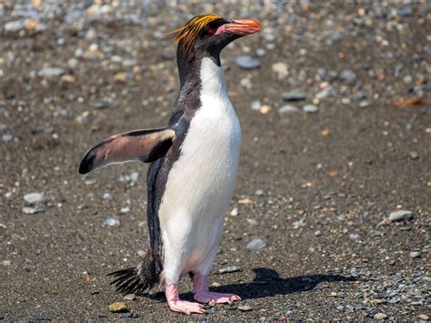 Macaroni Penguin - eBird