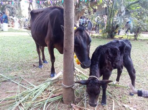 United Theological College, Bangalore: Pongal worship held in UTC