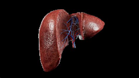 3D Anatomy Model of Liver