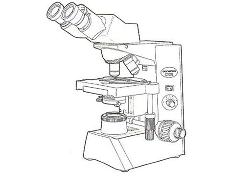 Image result for Biological Drawing of Compounb Light Microscope