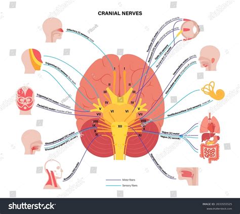 Cranial Nerve Diagram