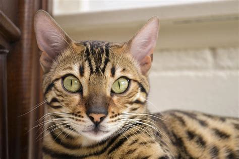 Bengal Cat Prices: Discover the Cost of Your Dream Pet – Petketoo