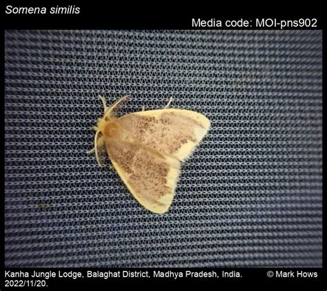 Somena similis (Moore, [1860]) - | Moths