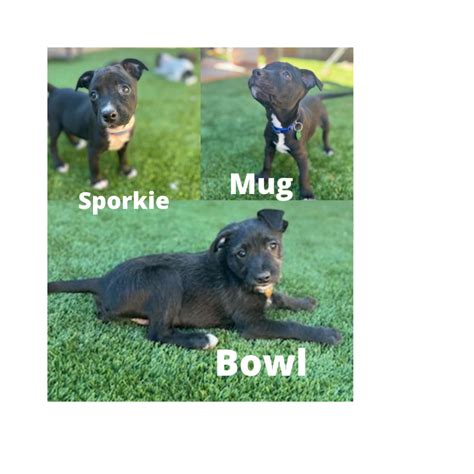 Fundraising Events - Resilient Hearts Animal Sanctuary