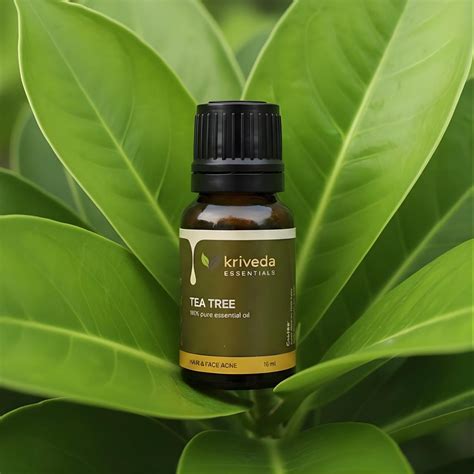 Kriveda Tea Tree Essential Oil 15 ml | 100% Pure & Natural | Steam Dis ...