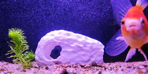 🐠 Best 3D printable models for aquarium lovers — 180 designs・Cults