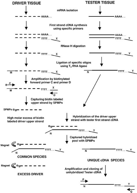 cDNA Library Definition 的图像结果