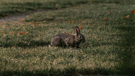 Download wallpaper 1920x1080 rabbit, gray, grass, animal full hd, hdtv ...