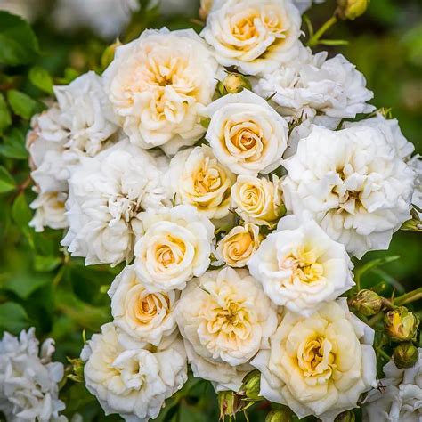 White Drift Rose Bushes For Sale Online | The Tree Center