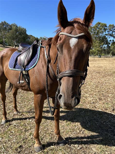 SOLD-Written Matter — Rehome A Racehorse