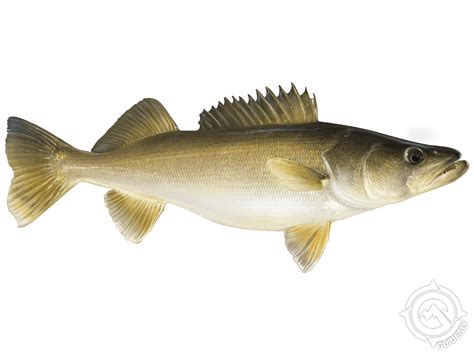 Lake Erie Fish Species Guide | What We Catch & When