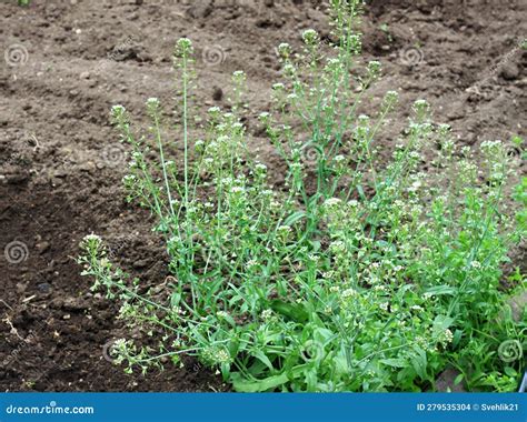 Capsella Bursa-pastoris, Known As Shepherd S Purse in the Garden Stock Photo - Image of organic ...