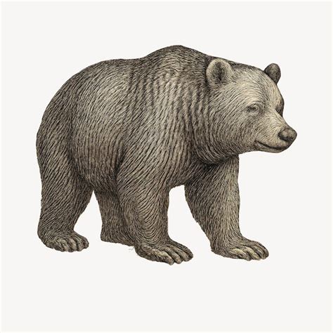 Detailed vintage bear illustration | Premium AI-generated image